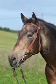 Pferd