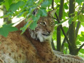 Luchs