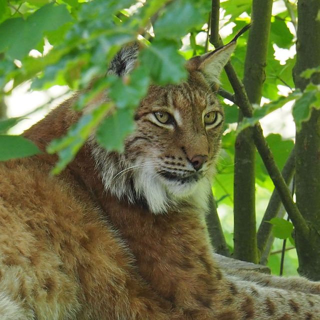 Luchs