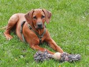 Hund