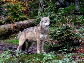 Wolf