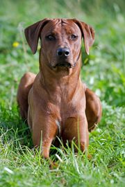 Hund 